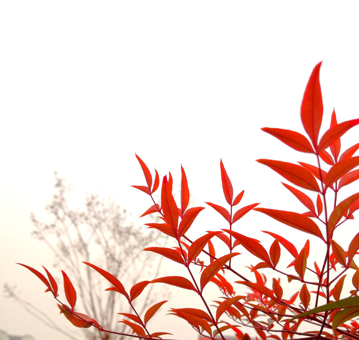 霜吻竹红叶天竹最美的季节当属秋天霜落叶红太美了