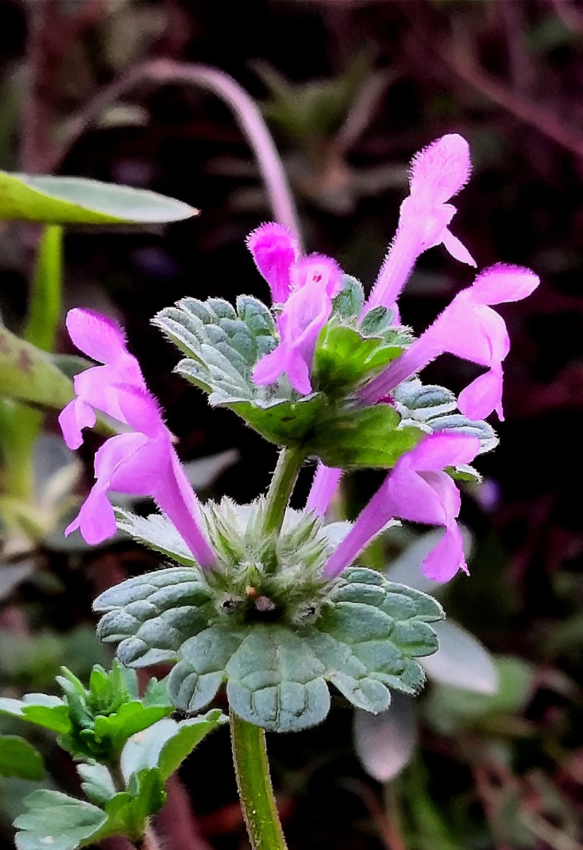 我们这里叫"灯笼棵",小时候经常扯这草喂猪. - 驿路铃声 - 图虫