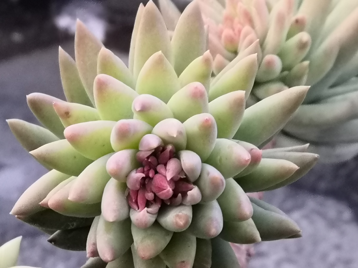 佛手指分明二八佳人纤纤玉指啊却名佛手竟如此娇俏可人