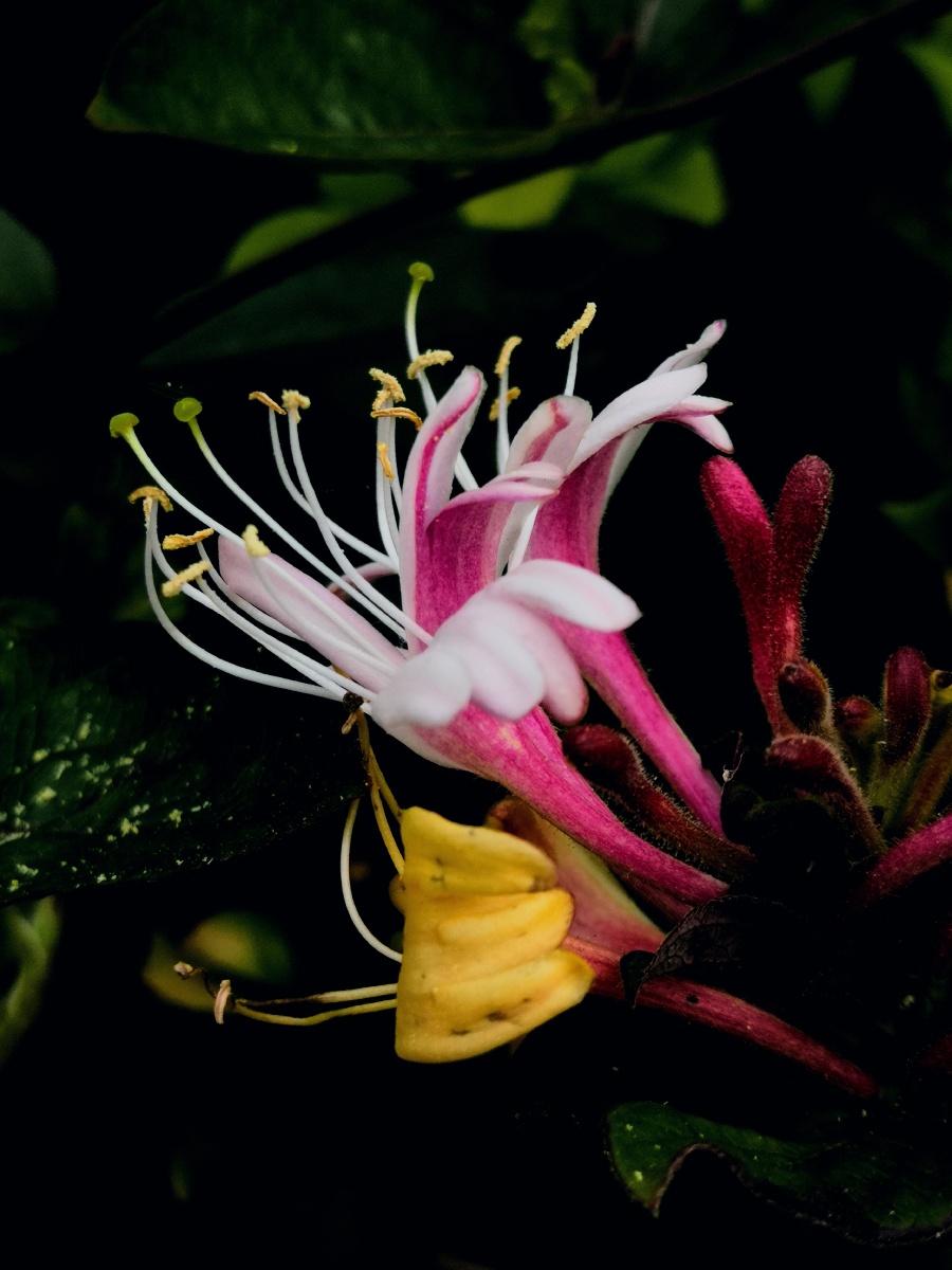 五彩金银花金很花很上镜花朵虽然简洁但姿态飘逸潇洒充满积极进取向上