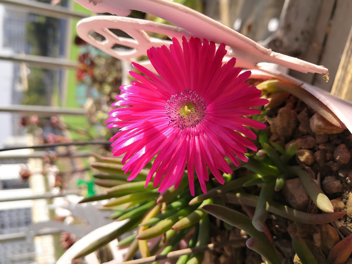 好花知时节新年乃开放奔龙开花了看样子应该已开了两天左右挂高了没