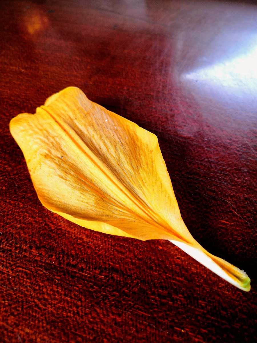 金百合的花瓣不知道是不是夜雨的原因这金百合的花才开了两天就凋谢了