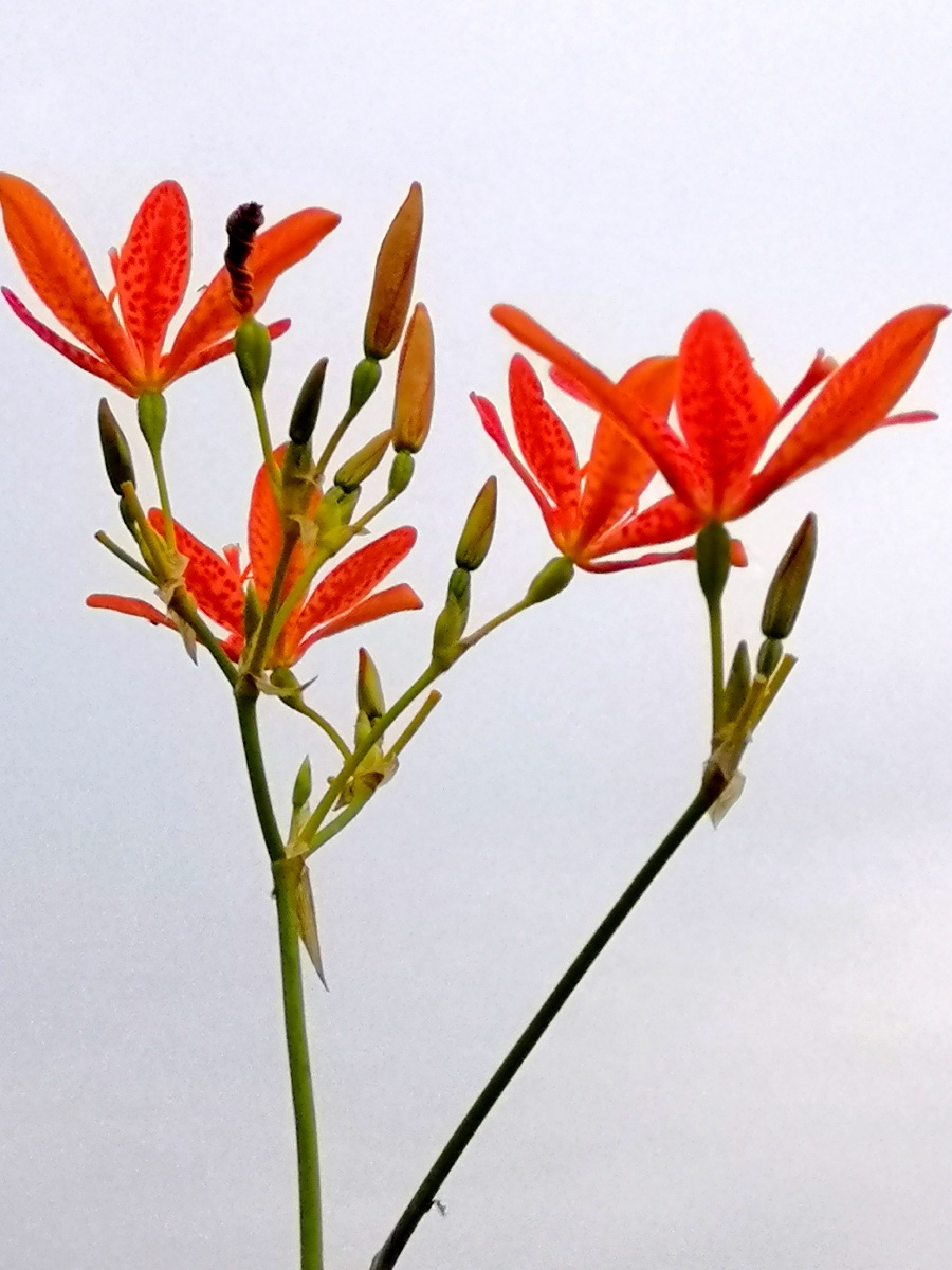 射干开花很有特色花瓣上布满赧红色的斑点特别是花开过后花瓣闭合然后