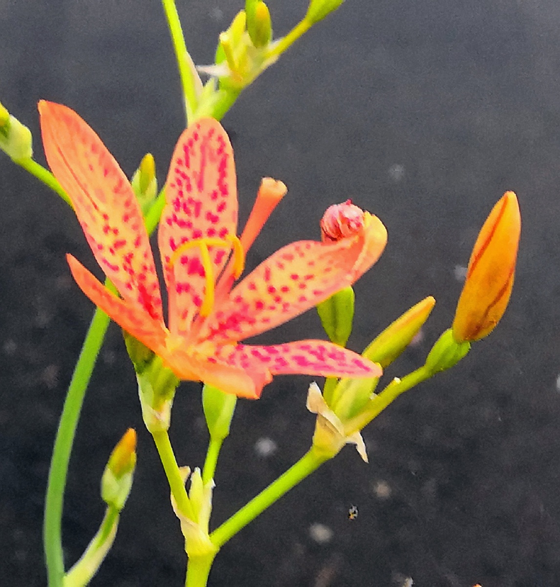 射干开花很有特色花瓣上布满赧红色的斑点特别是花开过后花瓣闭合然后