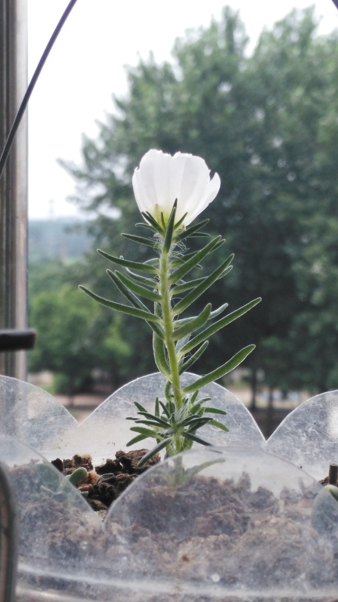 白色精灵太阳花