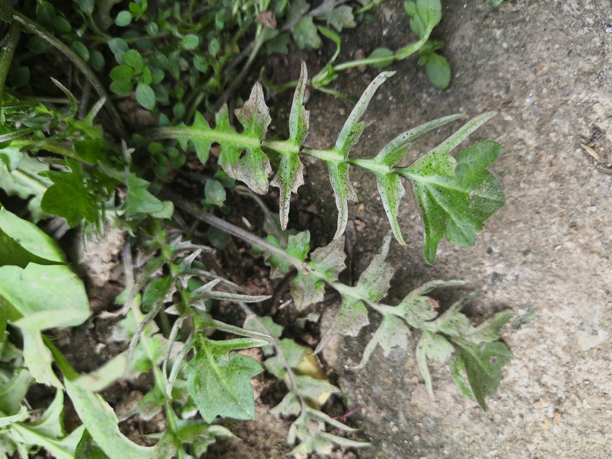 荠菜真正的秀色可餐如孔雀翎羽一样美丽的叶片太令人赞叹着迷