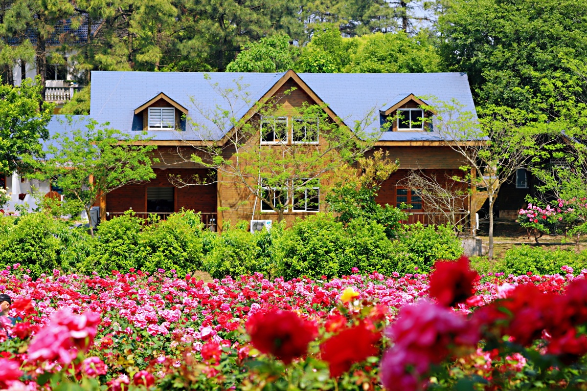 花海溧水玫瑰园