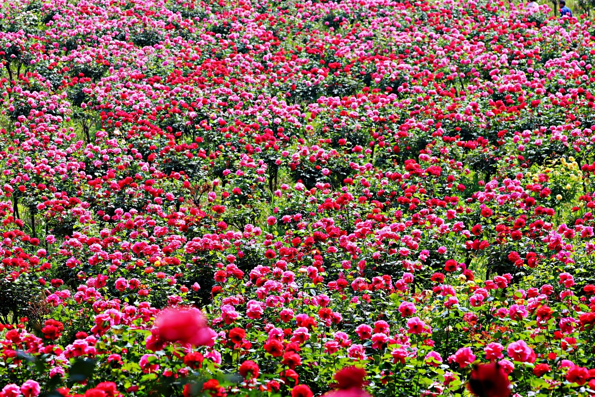 花海溧水玫瑰园