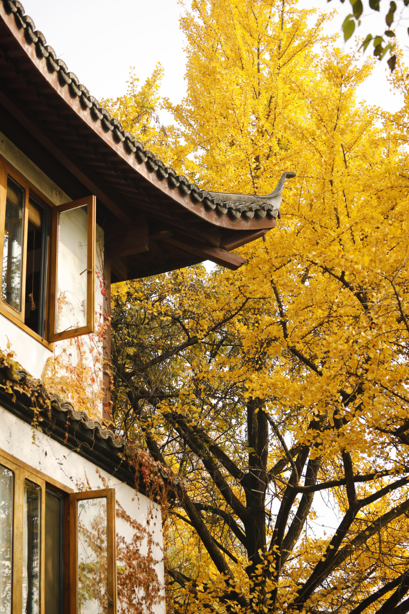 银杏之约杭州夕霞小筑