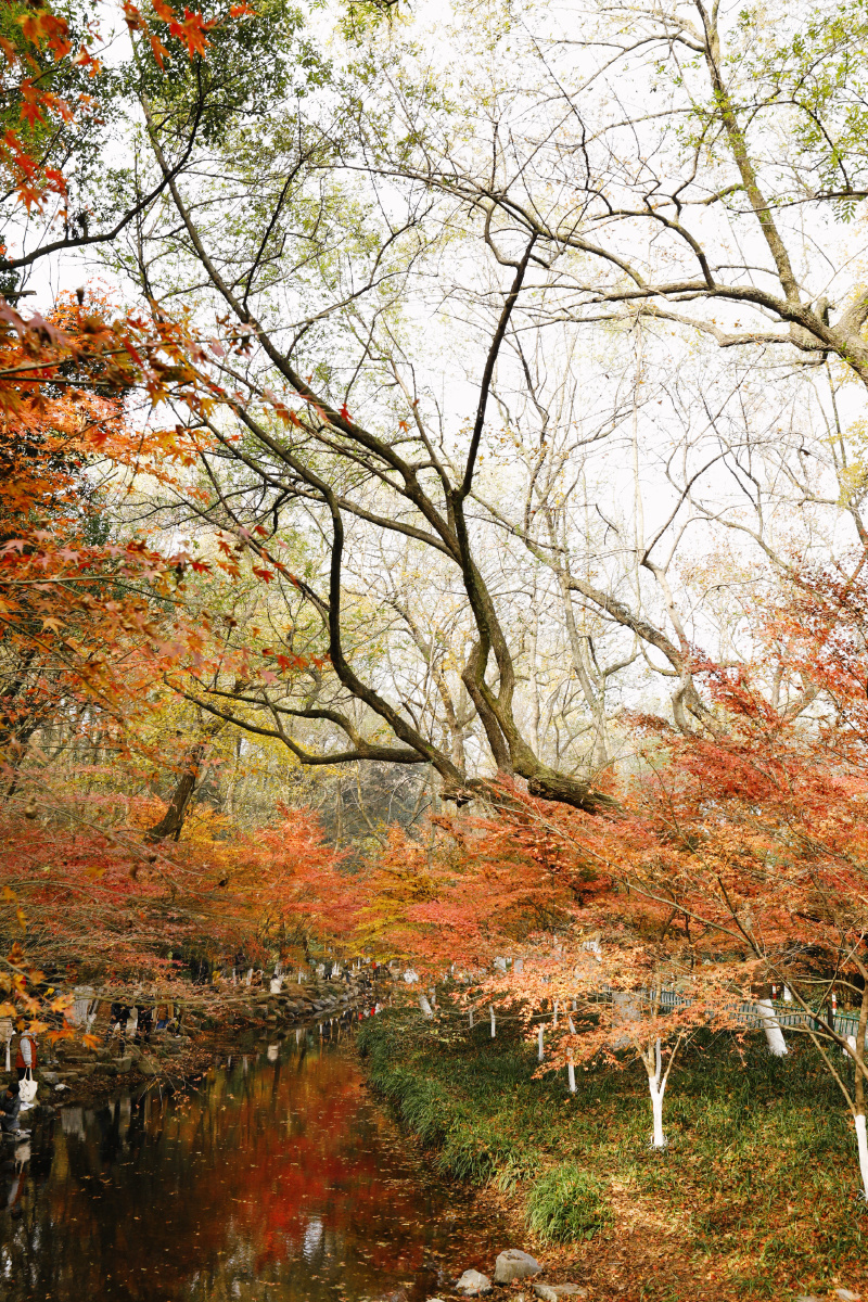 九溪烟树惊艳了秋天