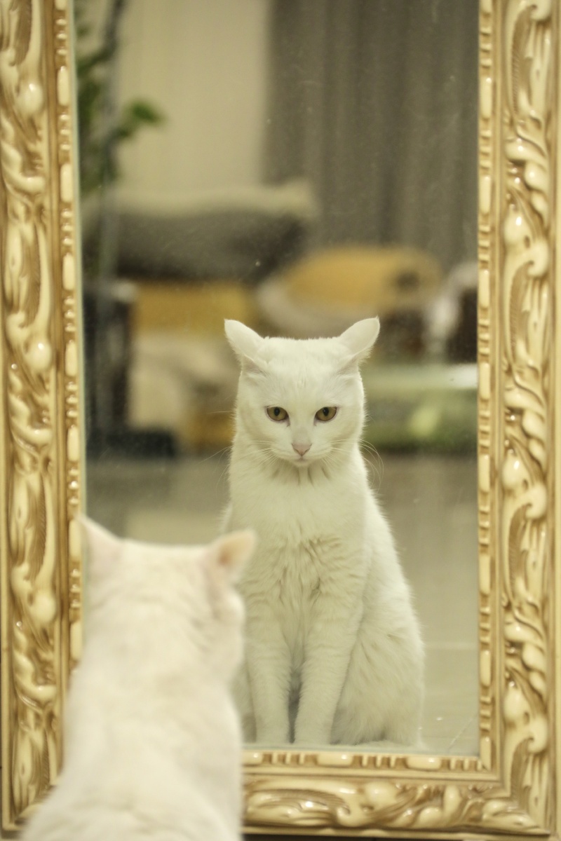 爱照镜子的猫咪
