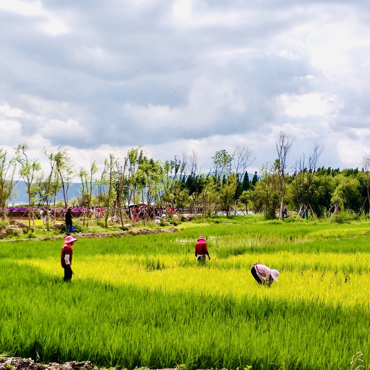 稻田- 爱旅游摄影独行者 - 图虫