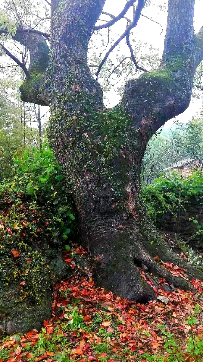 村里的古树