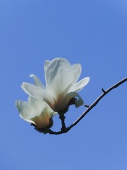 9F0950CA-193C-4B93-B220-5A363C371C98/L0/001