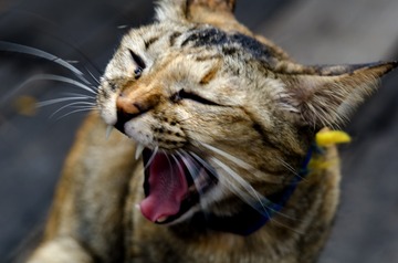 悍猫