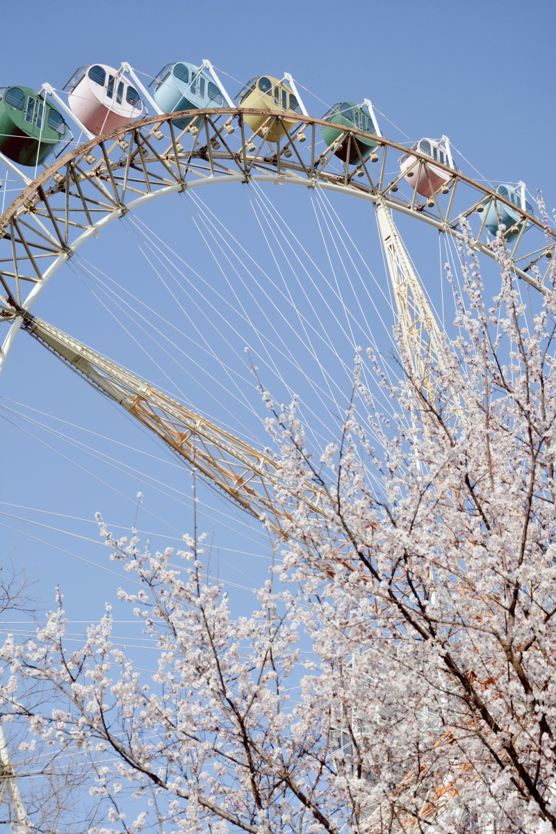 樱花遇上摩天轮