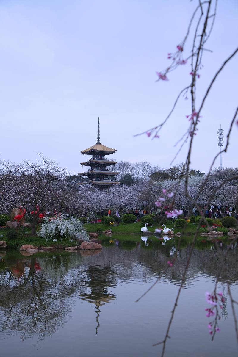 东湖樱花园春天之约樱你而来