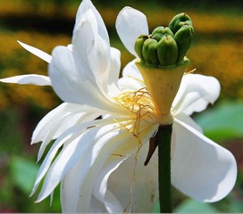 荷花摄影