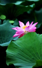 荷花摄影