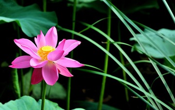 荷花摄影