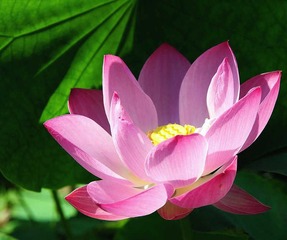 荷花摄影