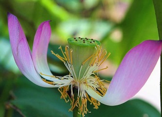荷花摄影