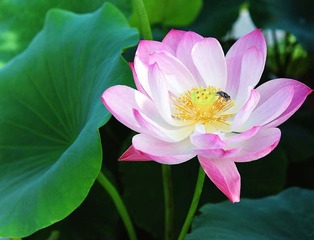 荷花摄影