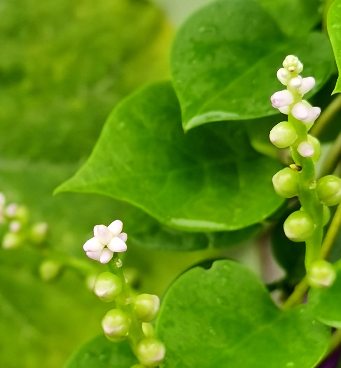 紫角叶学名落葵,又称紫葛叶,木耳菜,是落葵科属一年生缠绕草本植物