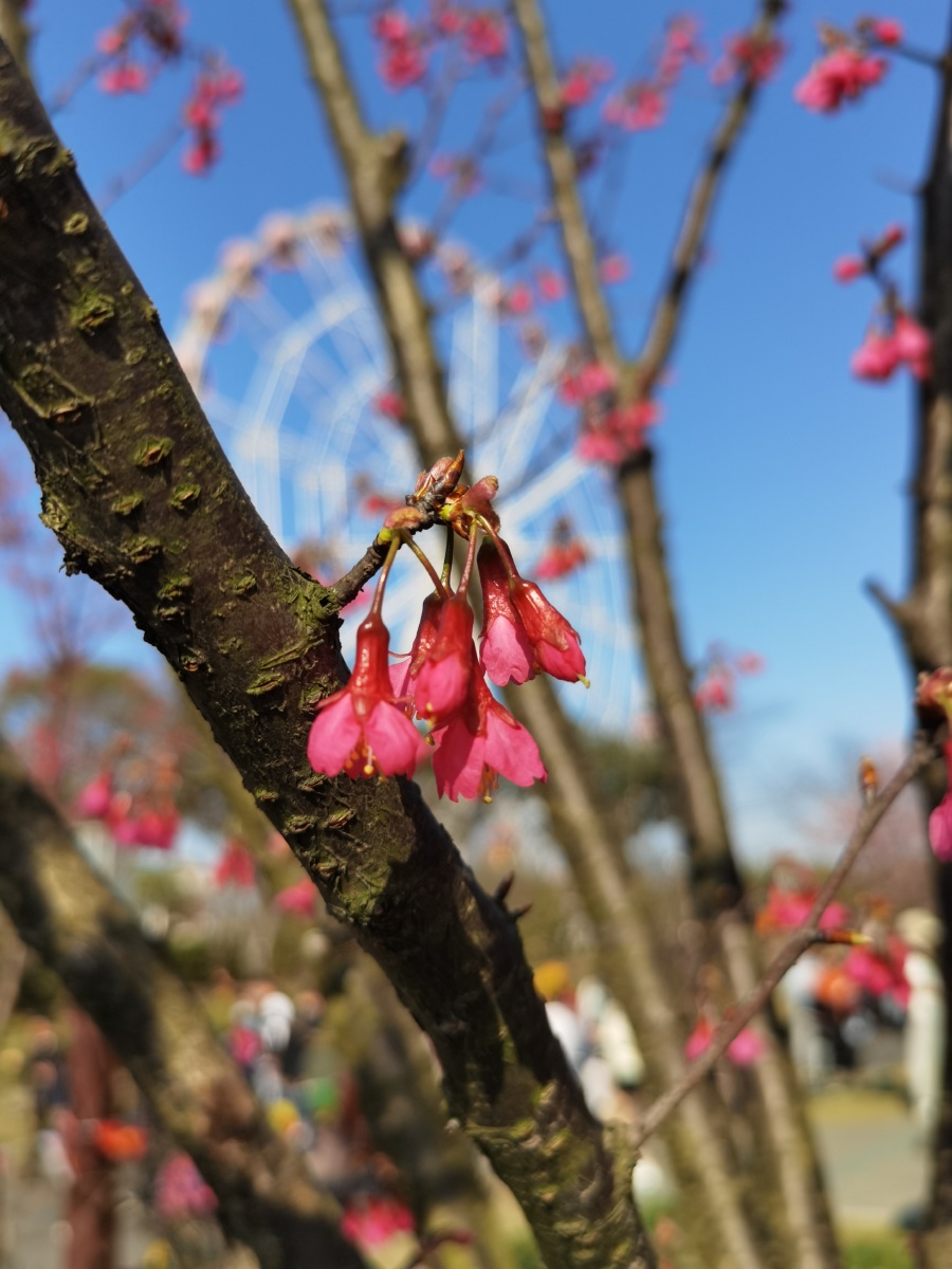 红缨