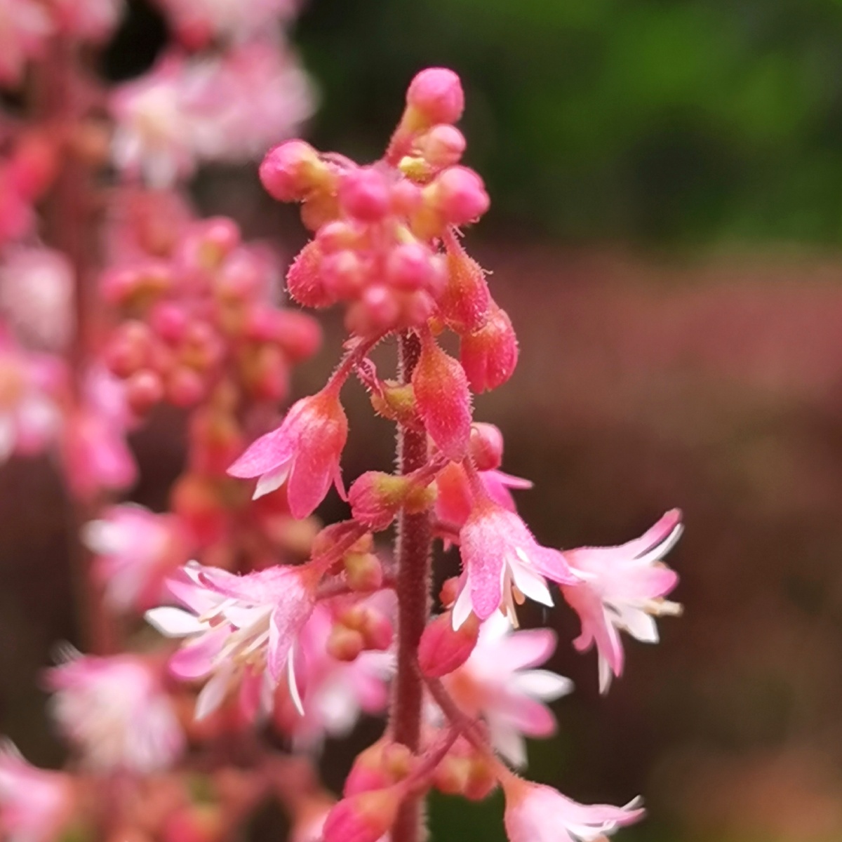 红花矾根 - cyy0311 - 图虫