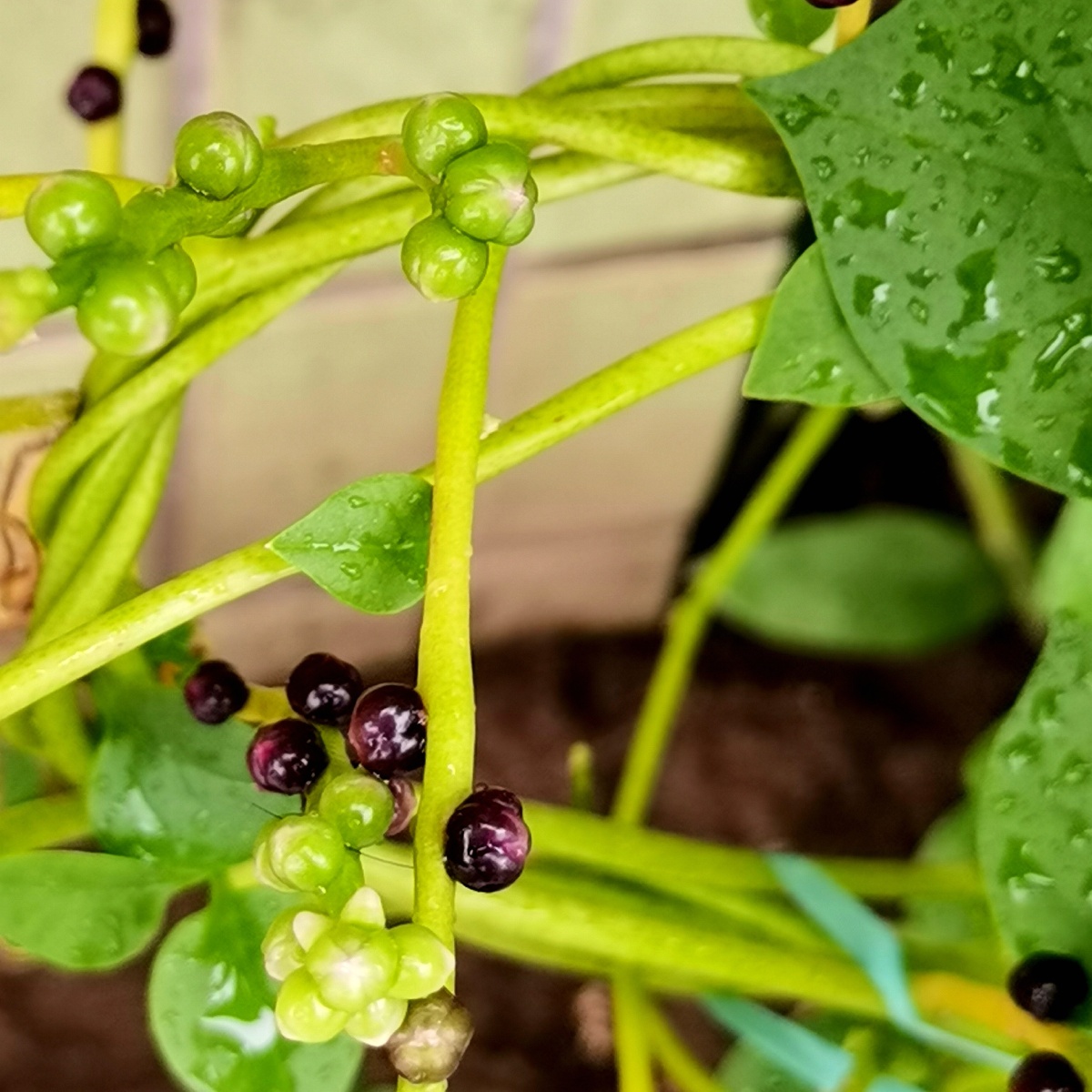 紫角叶学名落葵,又称紫葛叶,木耳菜,是落葵科属一年生缠绕草本植物