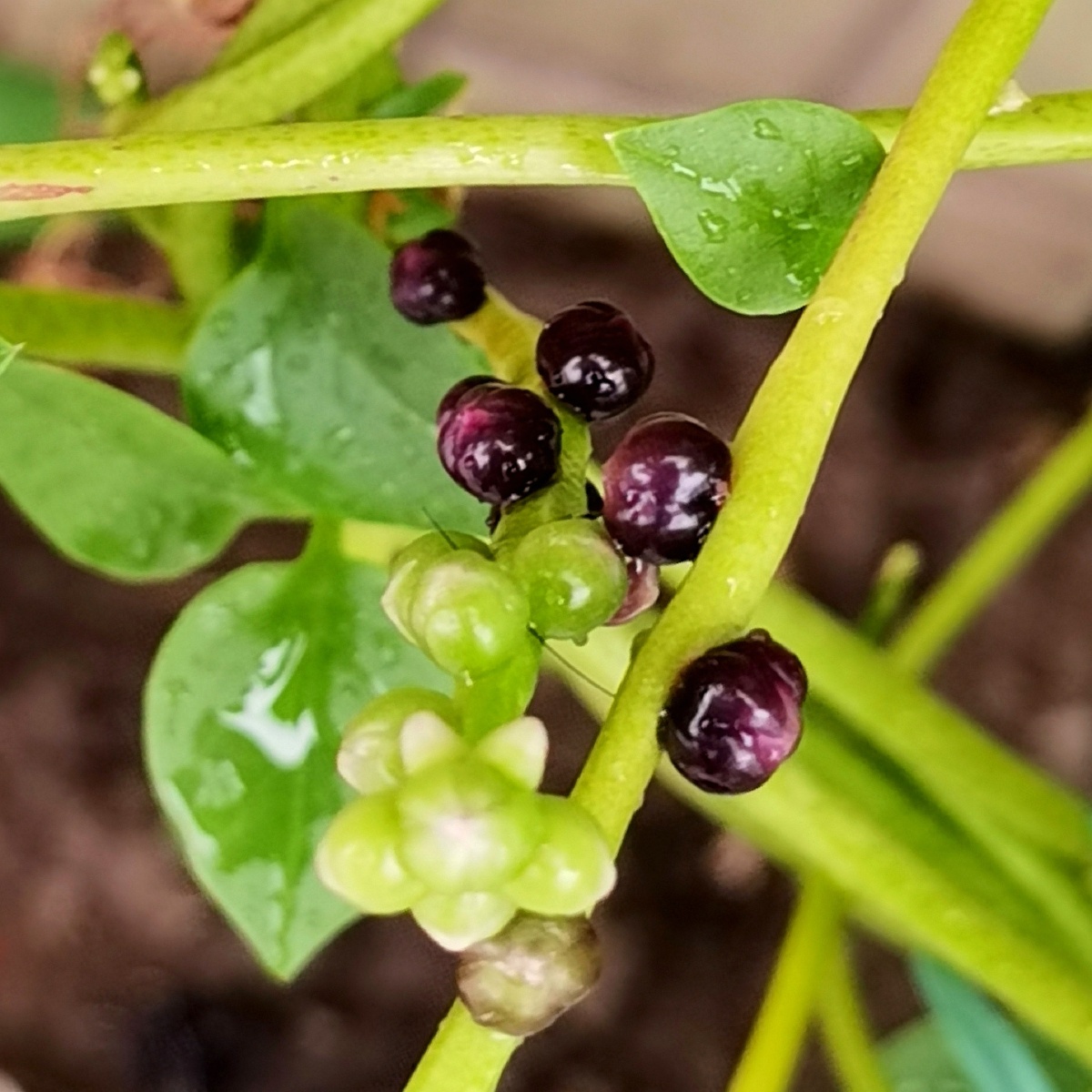 紫角叶学名落葵,又称紫葛叶,木耳菜,是落葵科属一年生缠绕草本植物