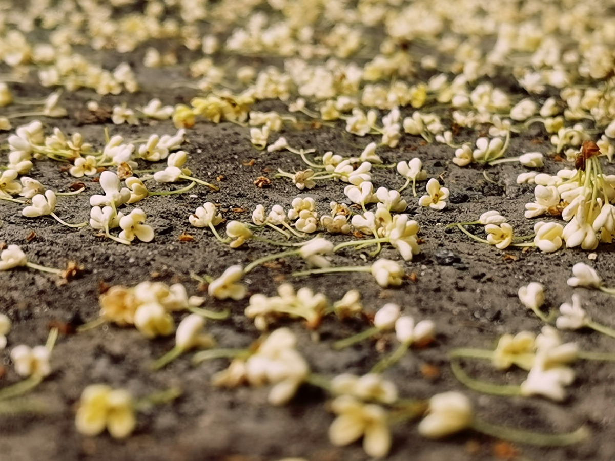 又是秋风起又见桂花落桂花飘落一地还残留着淡淡花香
