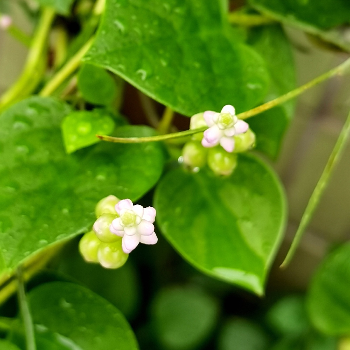 紫角叶学名落葵,又称紫葛叶,木耳菜,是落葵科属一年生缠绕草本植物