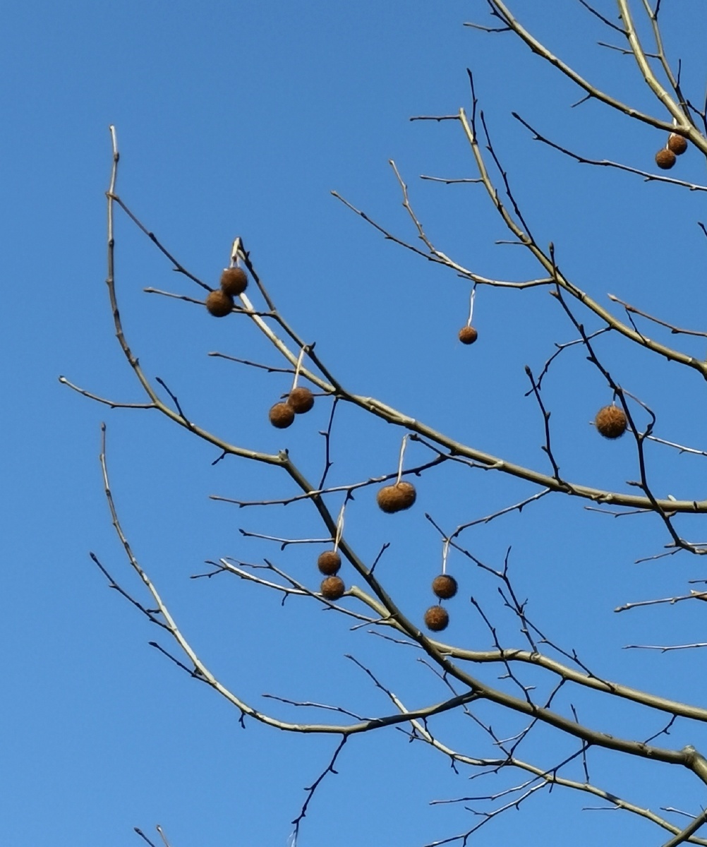 梧桐子 - cyy0311 - 图虫