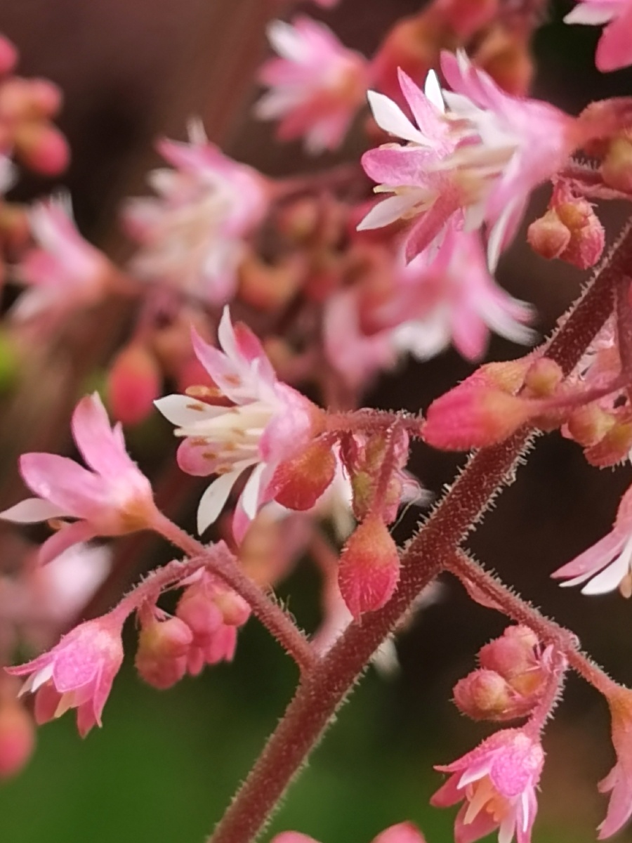 红花矾根 - cyy0311 - 图虫