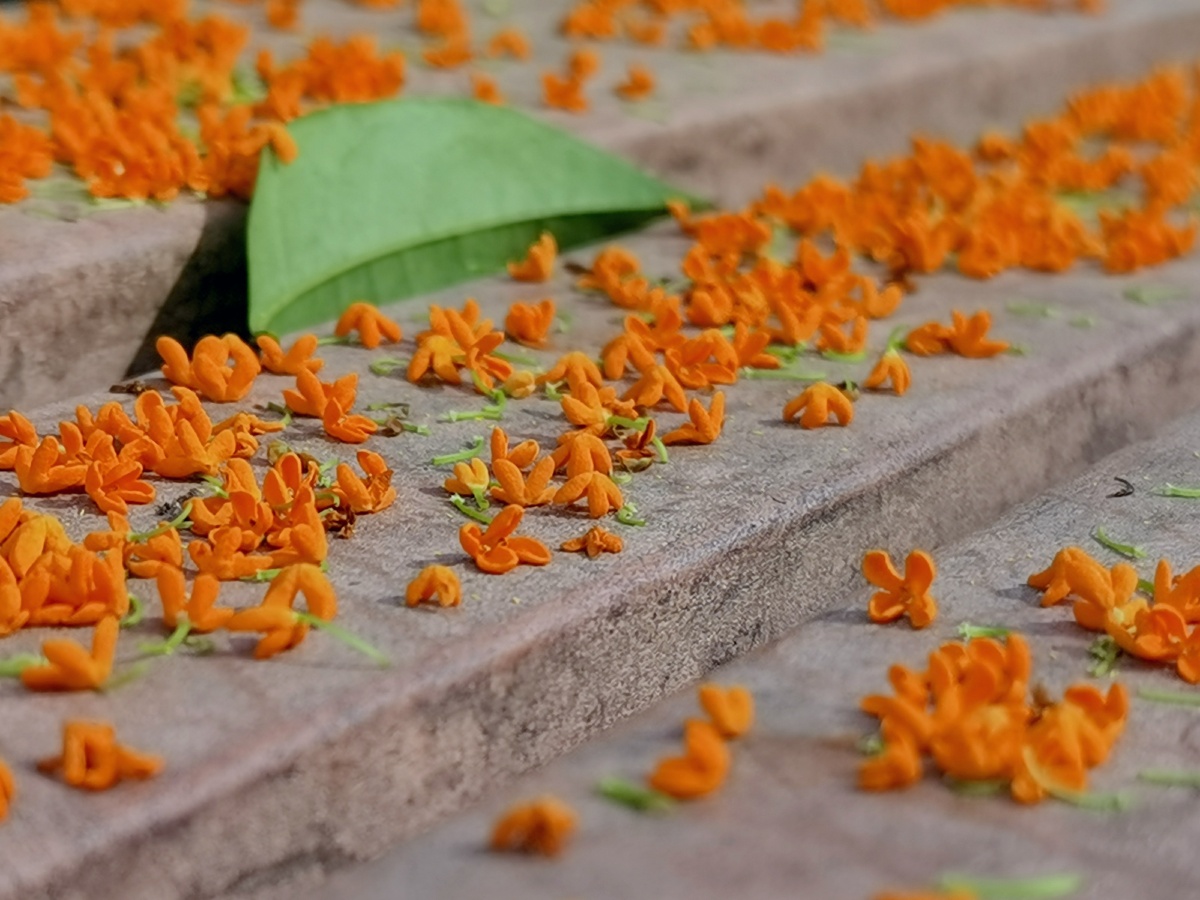 人闲桂花落满身都是秋