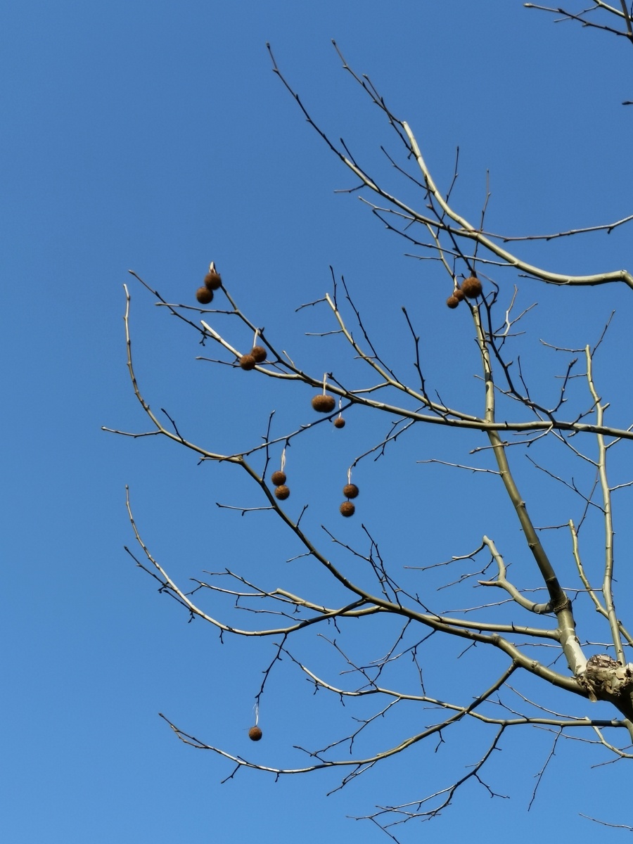 梧桐子 - cyy0311 - 图虫