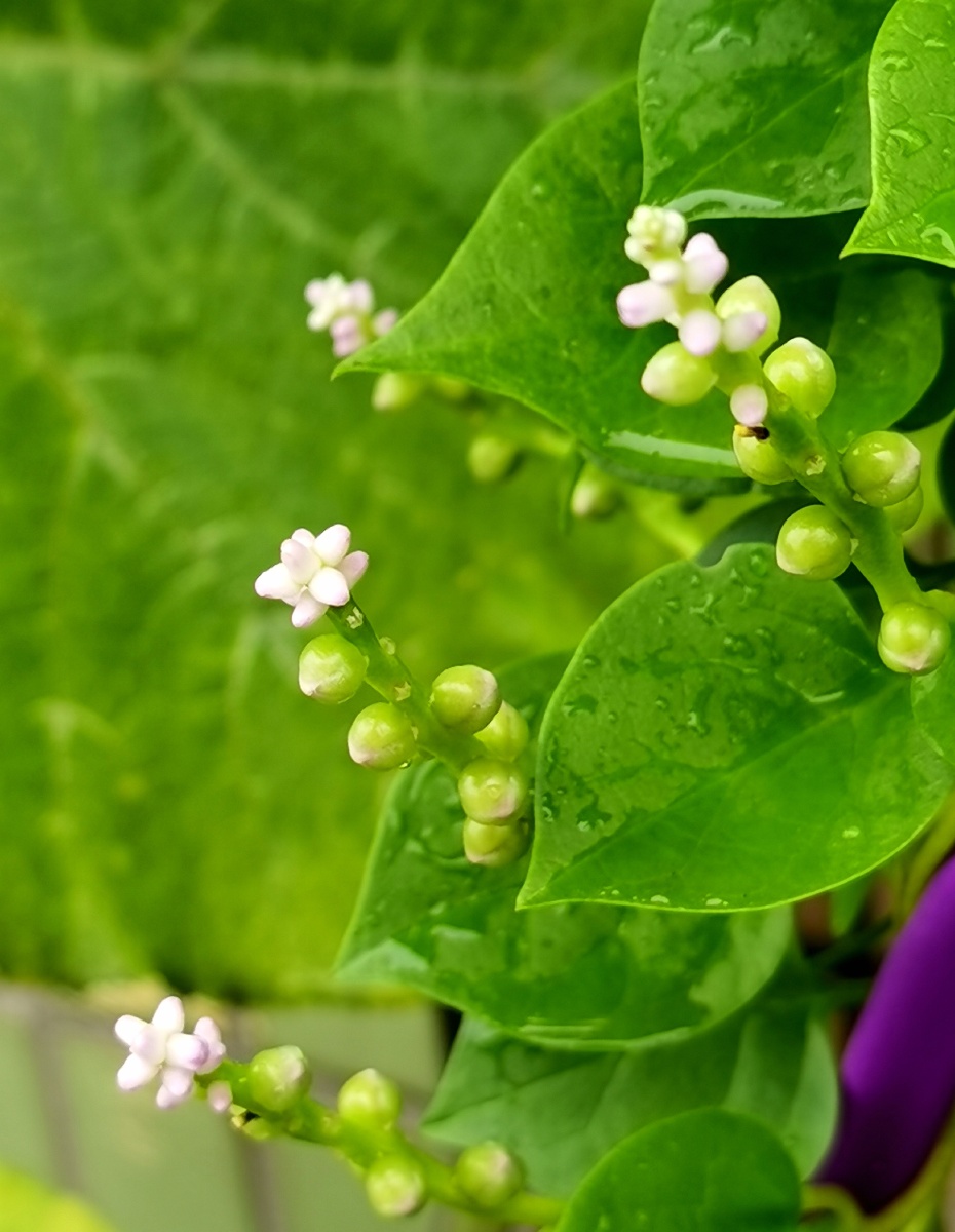 紫角叶学名落葵,又称紫葛叶,木耳菜,是落葵科属一年生缠绕草本植物