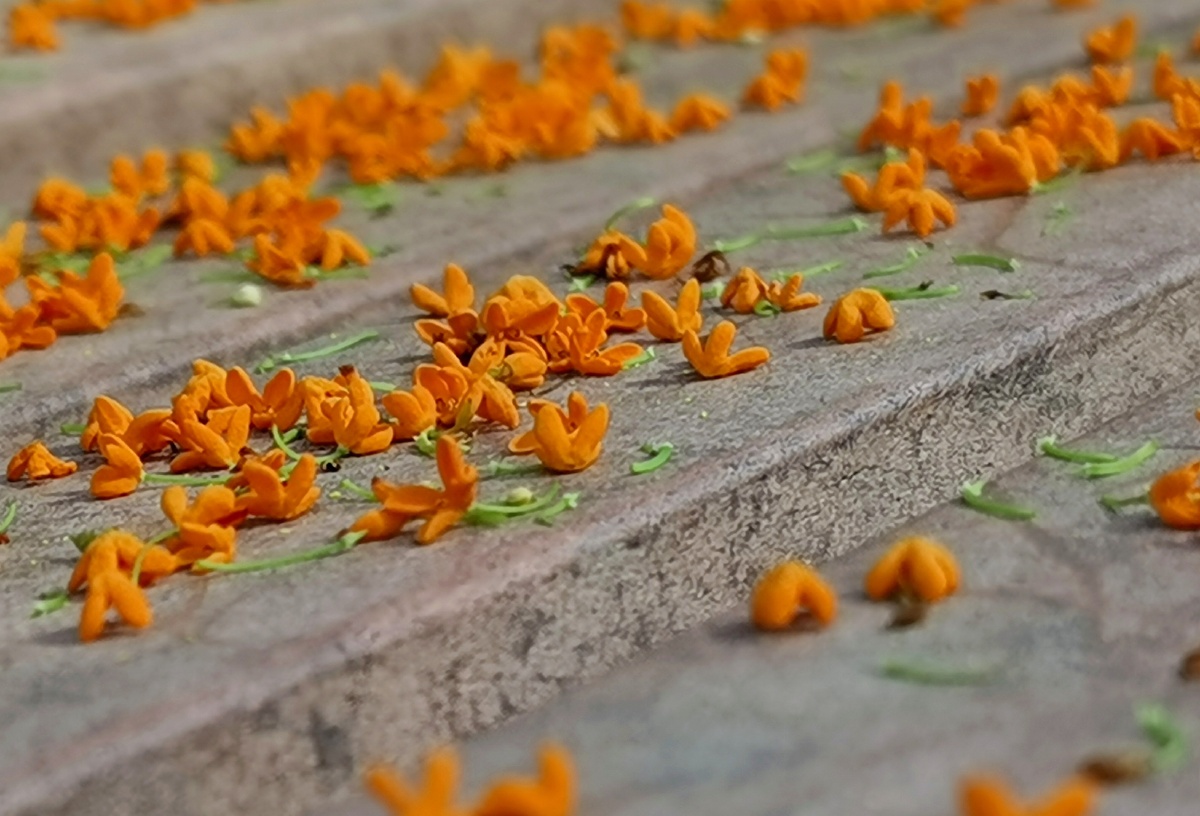 人闲桂花落满身都是秋