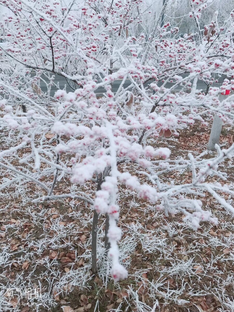 梅花