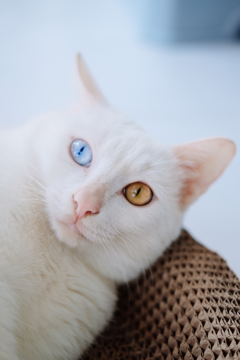 异瞳小白猫 - adoubewang - 图虫