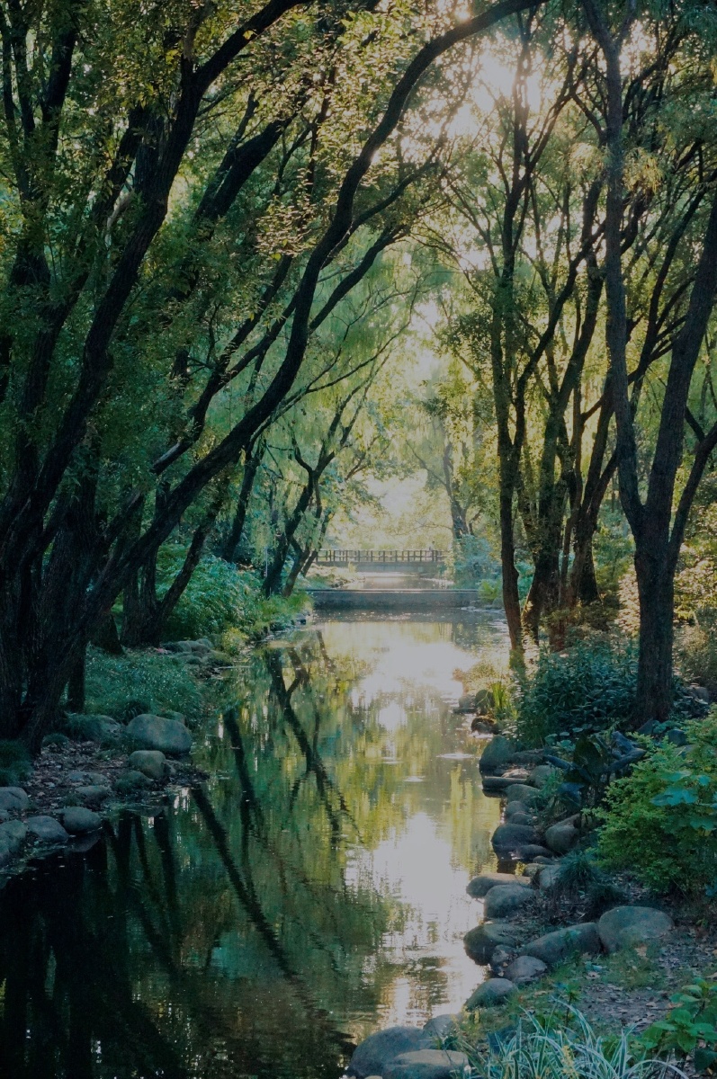 穿过挪威的森林让我走近你的梦里