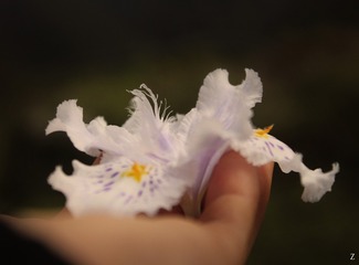 一揽芳华