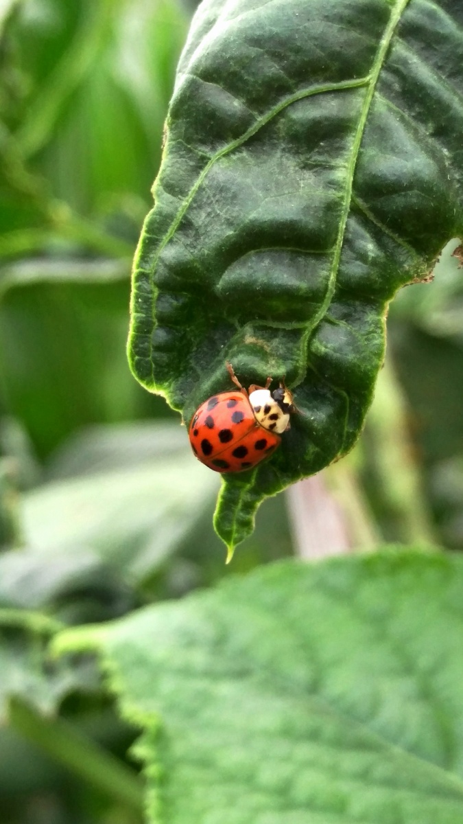 瓢虫- 浅海拾贝 - 图虫网 - 优质摄影师交流社区