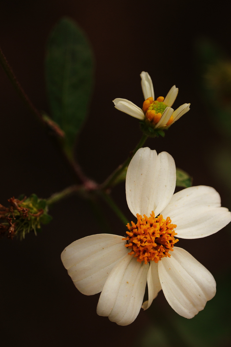 春天里的白色小野菊白白嫩嫩的非常可爱