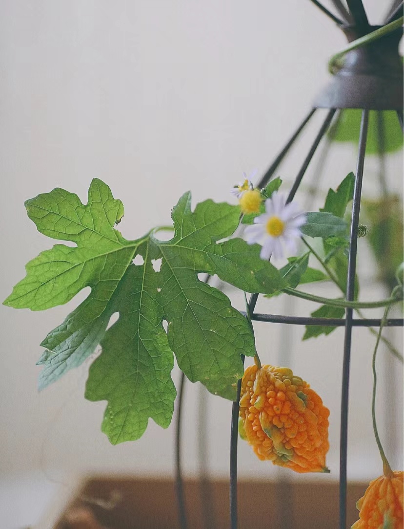 其实它的学名叫金铃子营养价值很高我吃东西好像都比较注重营养价值