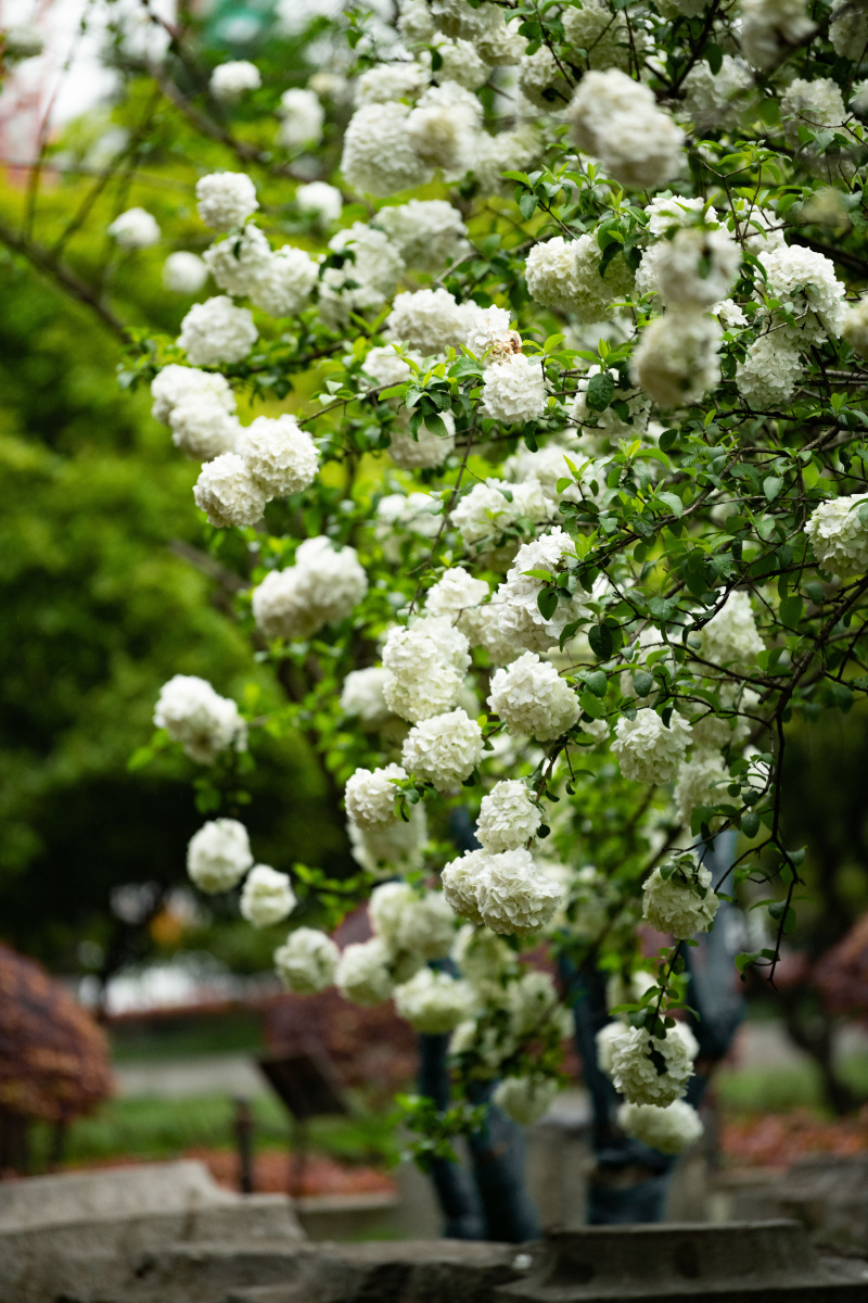 午朝门公园绣球花
