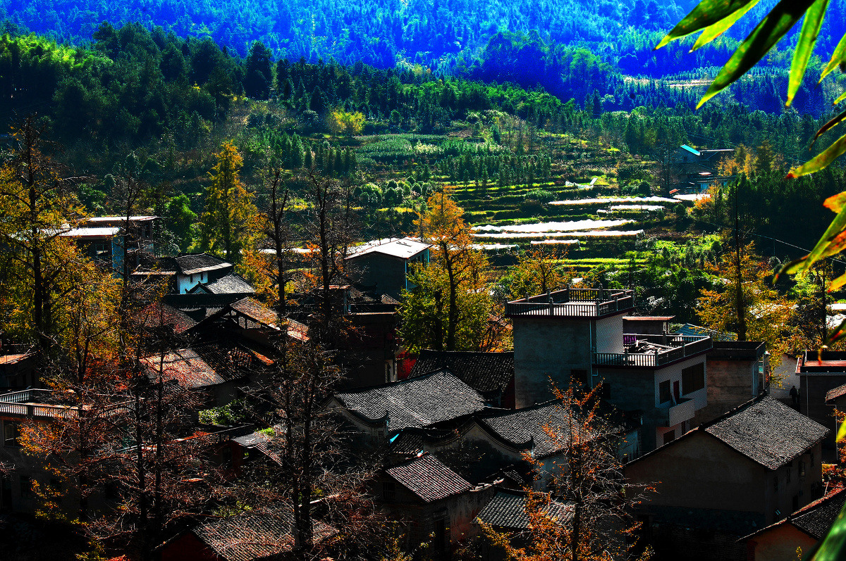鱼村- 水刀八木1966