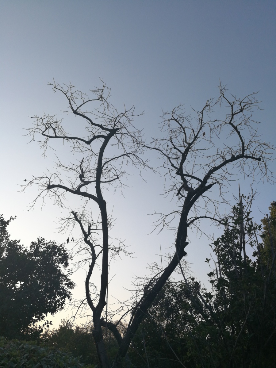 【极致光影】树影婆娑映蓝天. - 摄影师龙行天下 - 图虫